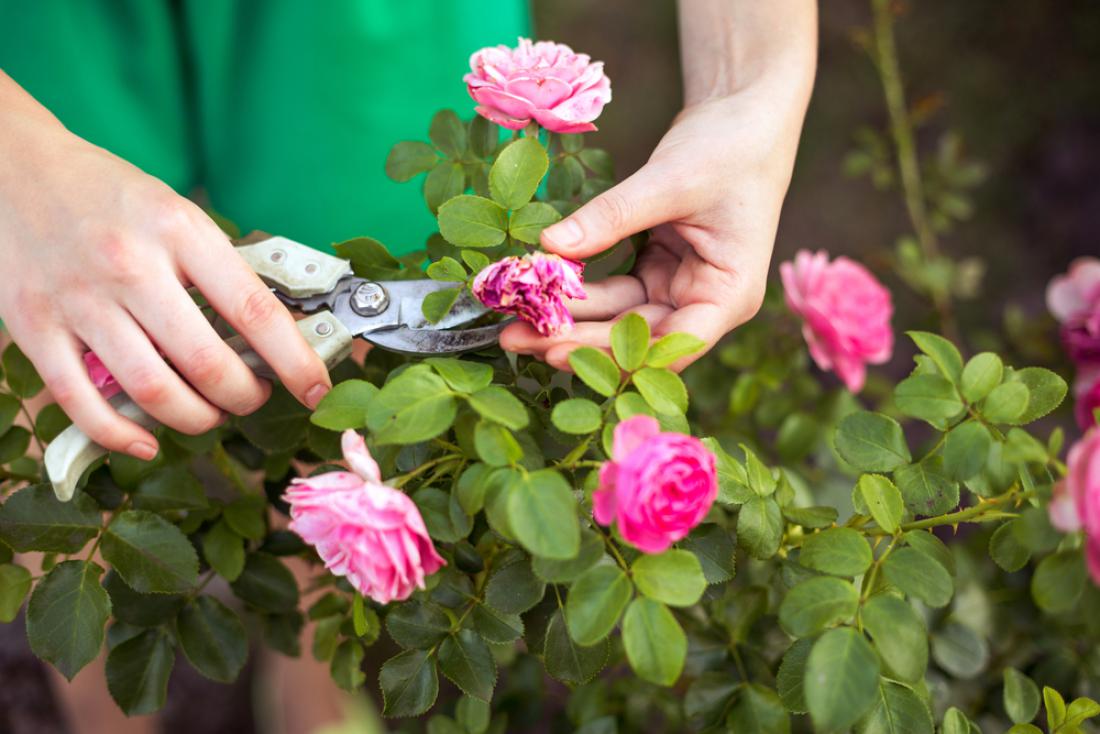  Odstranjevanje odcvetelih cvetov vrtnic preprečuje razvoj sive plesni. OlgaPonomarenko/Shutterstock