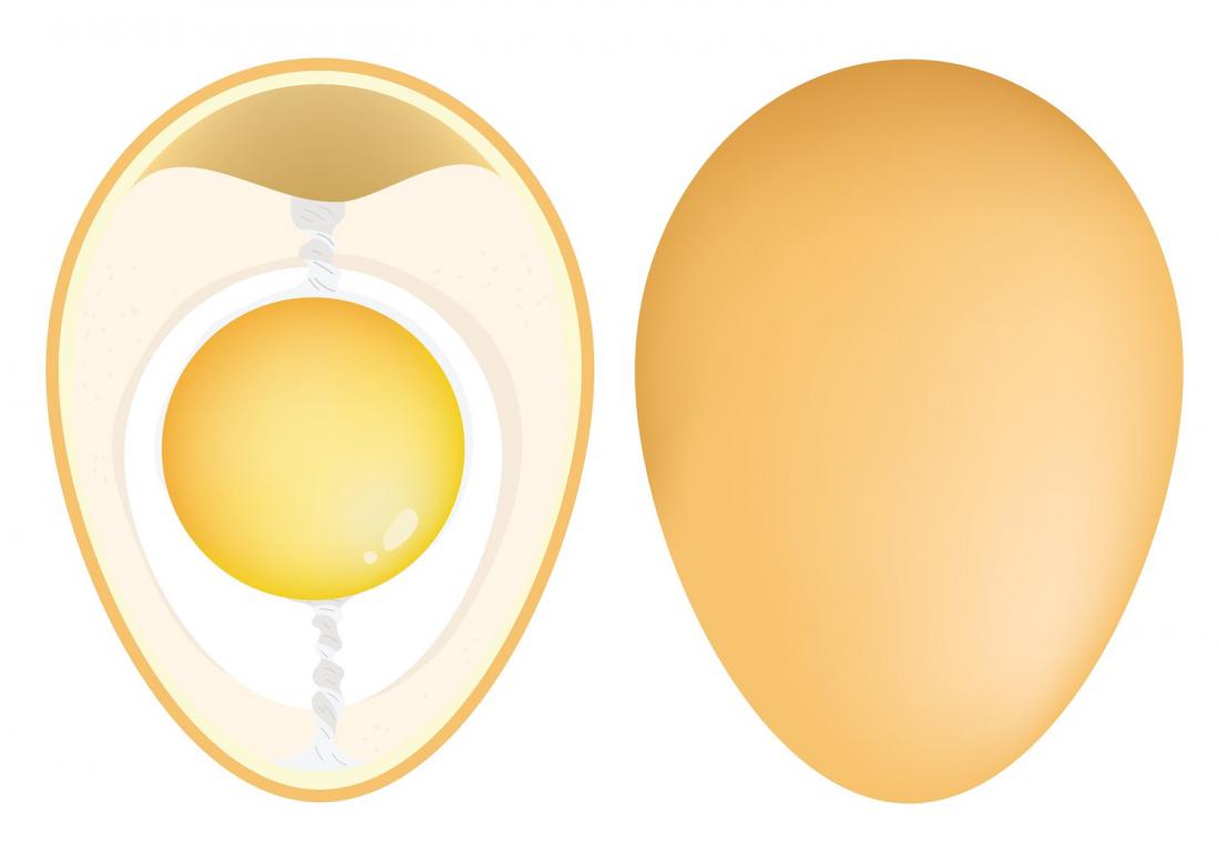 Prerez kokošjega jajca, na vrhu je zračni mehurček. Foto: Achiichiii/Shutterstock