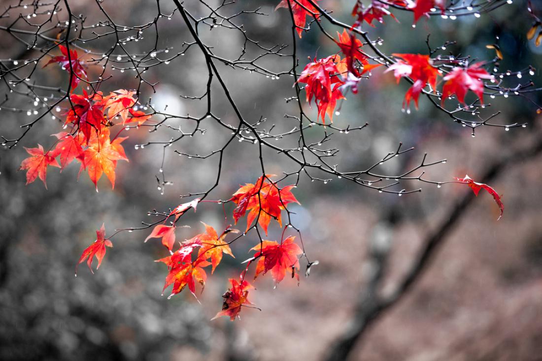 Tople barve jesenskega listja so nas nehote prevzamejo. Foto: Pigprox/Shutterstock