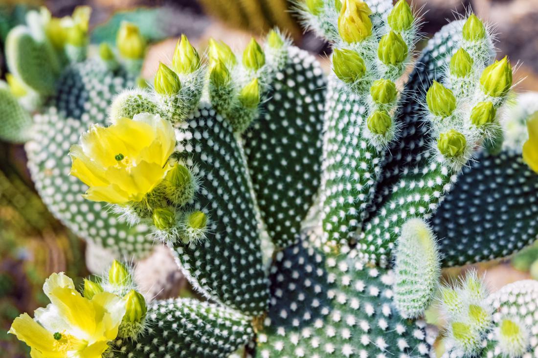 Kaktus »zajčja ušesa« cveti le, če pozimi zares počiva, na hladnem in nezalit. Foto: Elgub/Shutterstock