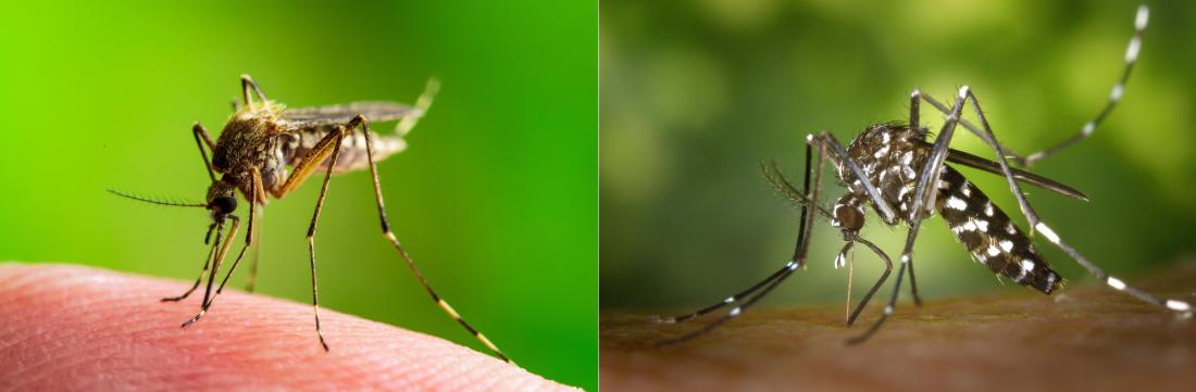 V Sloveniji naj bi bilo prisotnih že najmanj 35 različnih vrst komarjev.