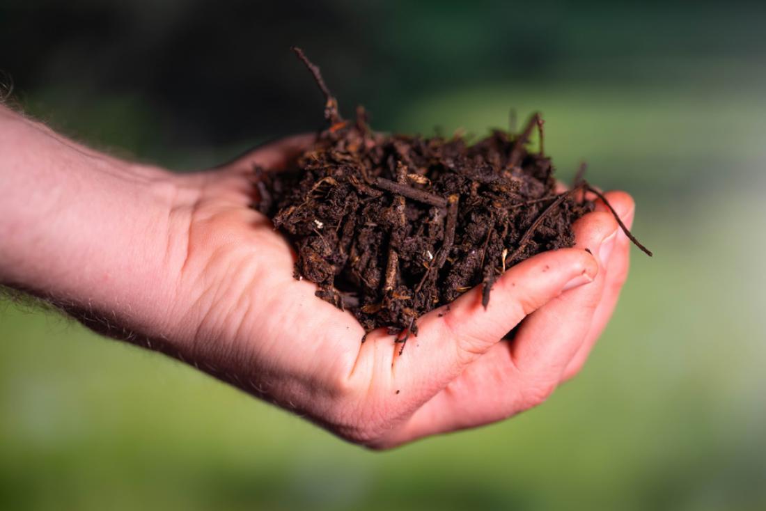 Visoke temperature kompostiranja poskrbijo, da v kompostu ni patogenih mikroorganizmov, semen in korenin trajnih plevelov, pa tudi škodljivcev. Foto: William Edge/Shutterstock