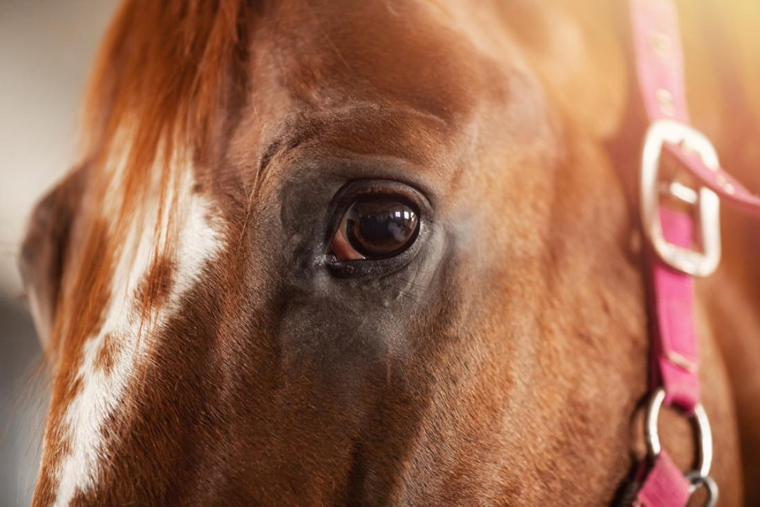 Tisto, kar vidi konjevo levo oko, se prenese v desno možgansko hemisfero, ki pa je specializirana za obdelavo negativnih dražljajev. FOTO: Parilov/Shutterstock