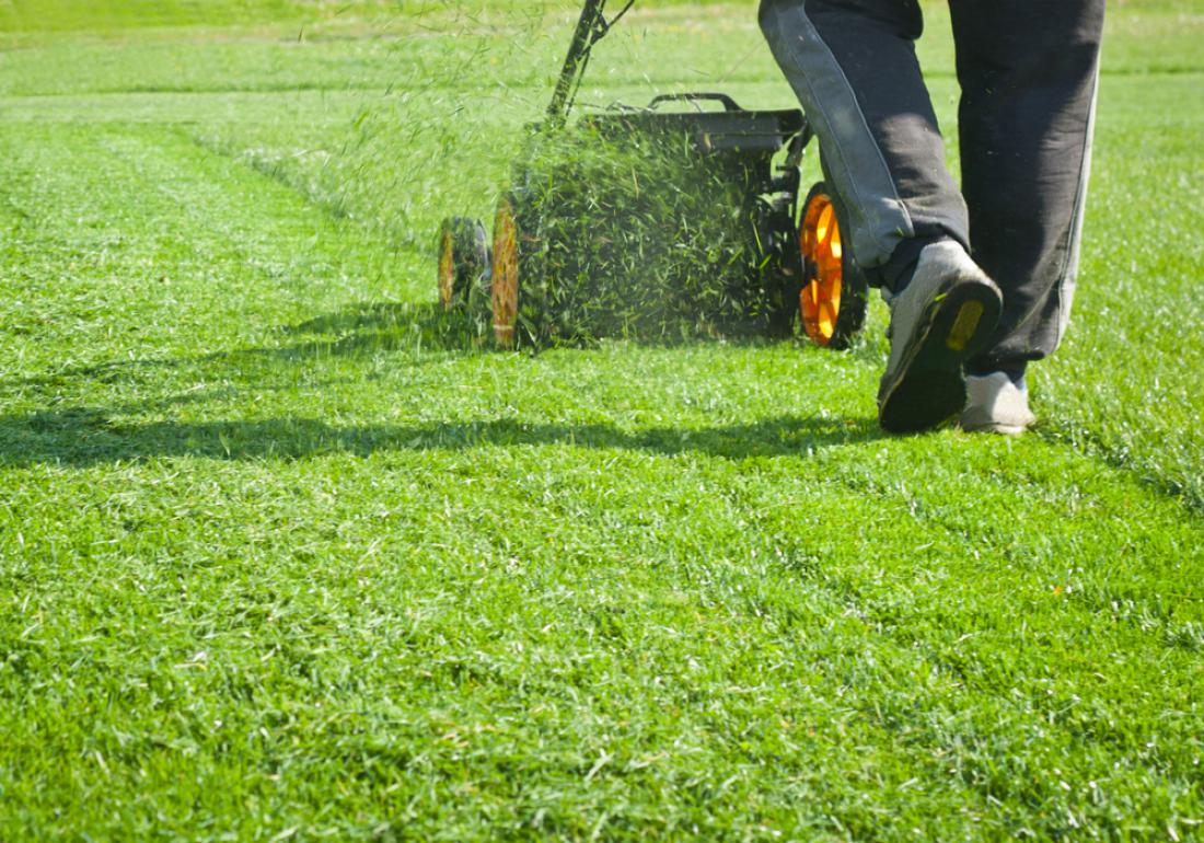 Namesto vsak teden, travo pokosite enkrat na štirinajst dni. FOTO: Tretyakov Viktor/Shutterstock