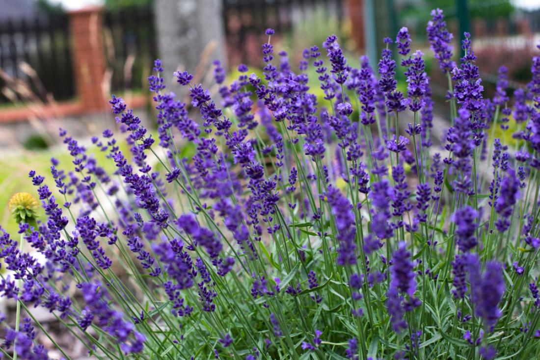 Lavandula angustofolia ’Hidcote Nico’ za ljubitelje modrih sivk. Foto: Open Eye Studio/Shutterstock