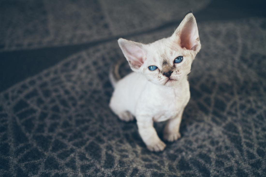 Mačke so mojstrice manipulacije in bodo vedno našle način, kako vas oviti okoli svojega repa. FOTO: Veera/Shutterstock