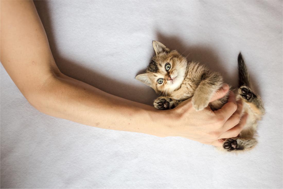 Mačke imajo raje, če jih božamo po glavi, pod brado in po licih. FOTO: Shutterstock