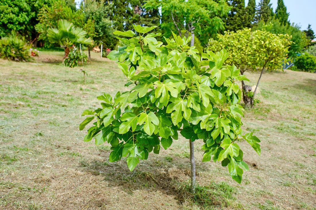 Mlada figa, oblikovana kot drevo – nekaj let bi ob deblu potrebovala še oporo, saj ima krhek les. Foto: Robalito/Shutterstock