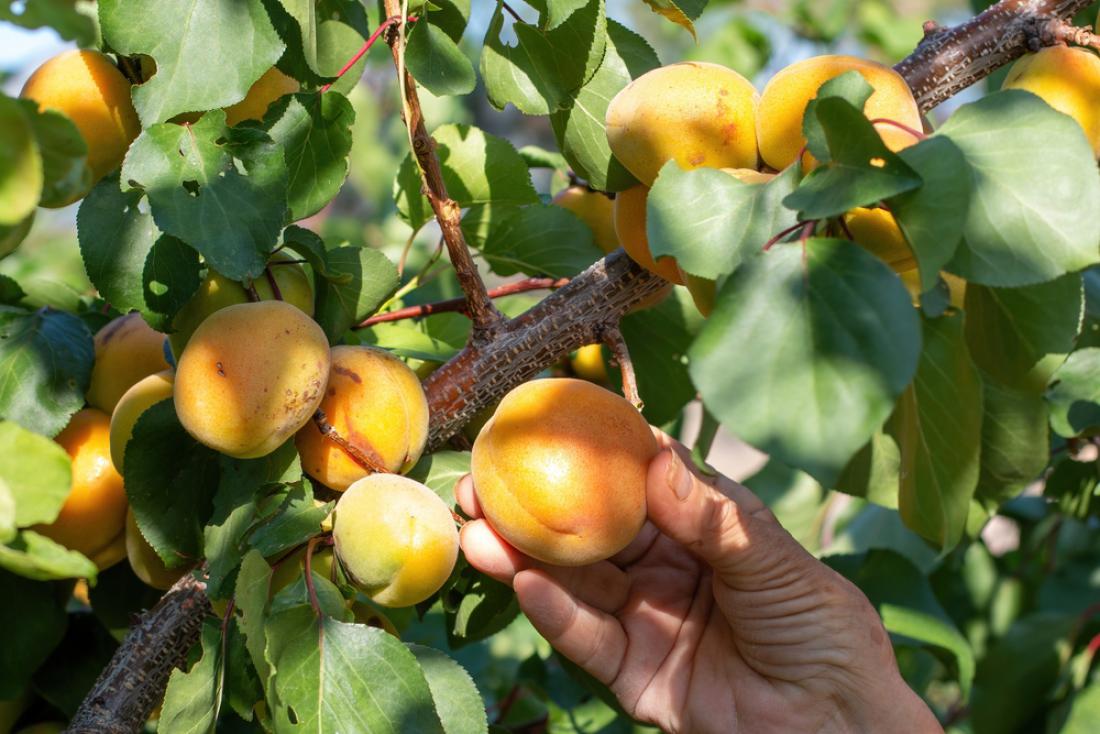 Pri obiranju marelic sadeže prijemamo narahlo, da ne dobijo obtiskov. Foto: svetograph/Shutterstock