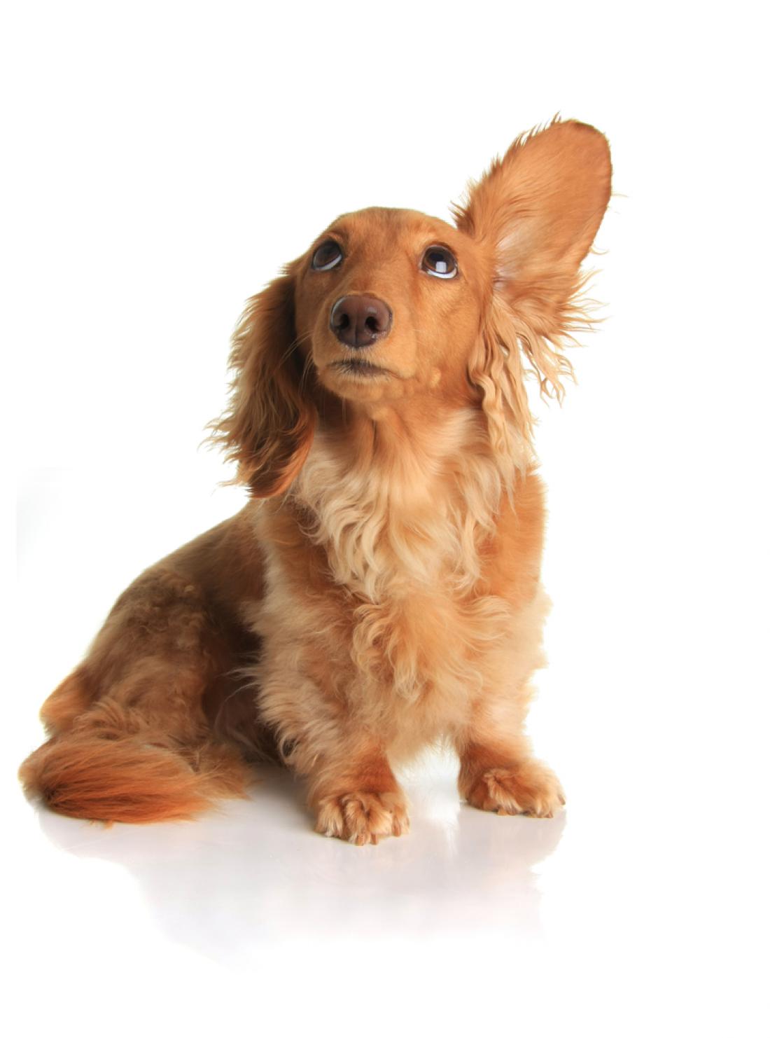 Psi slišijo frekvence, ki jih človeško uho ne zazna. FOTO: Hannamariah/Shutterstock
