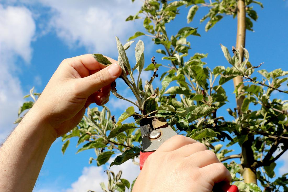 S pepelasto plesnijo okužene vršičke na jablani izrezujemo. Foto: agrofruti/Shutterstock