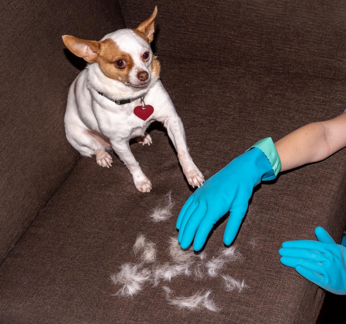 Pri čiščenju dlak si lahko pomagate z gumijastimi rokavicami. FOTO: Andrea C. Miller/Shutterstock