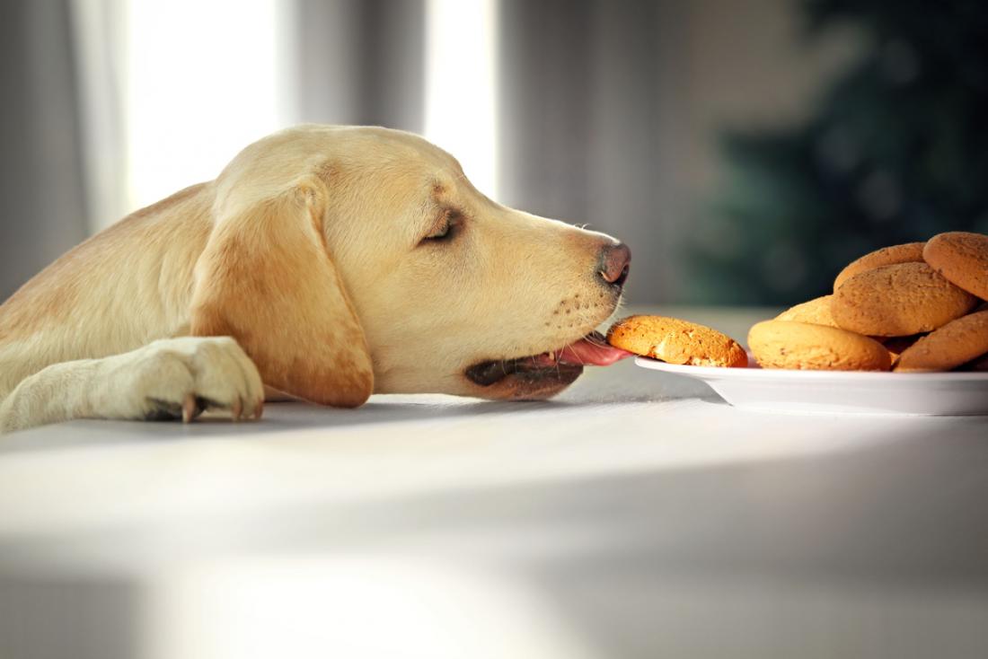 Bodite pozorni, da vam kuža z mize ne izmakne hrane, ki je zanj škodljiva. FOTO: Africa Studio/Shutterstock