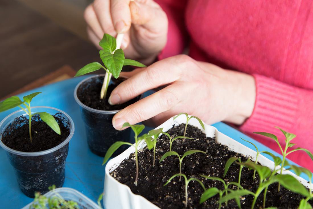 S pravočasnim pikiranjem sadik bo manj možnosti za bolezni, saj se rastlinice ne bodo tiščale. Foto: Viktor Sergeevich/Shutterstock