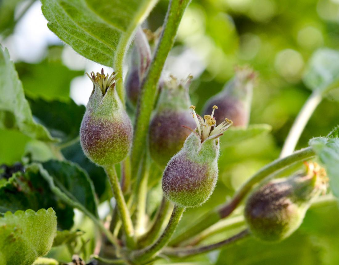 Proti koncu meseca redčimo sadne plodiče, de se jih bo otrebil sam. Foto: agrofruti/Shutterstock