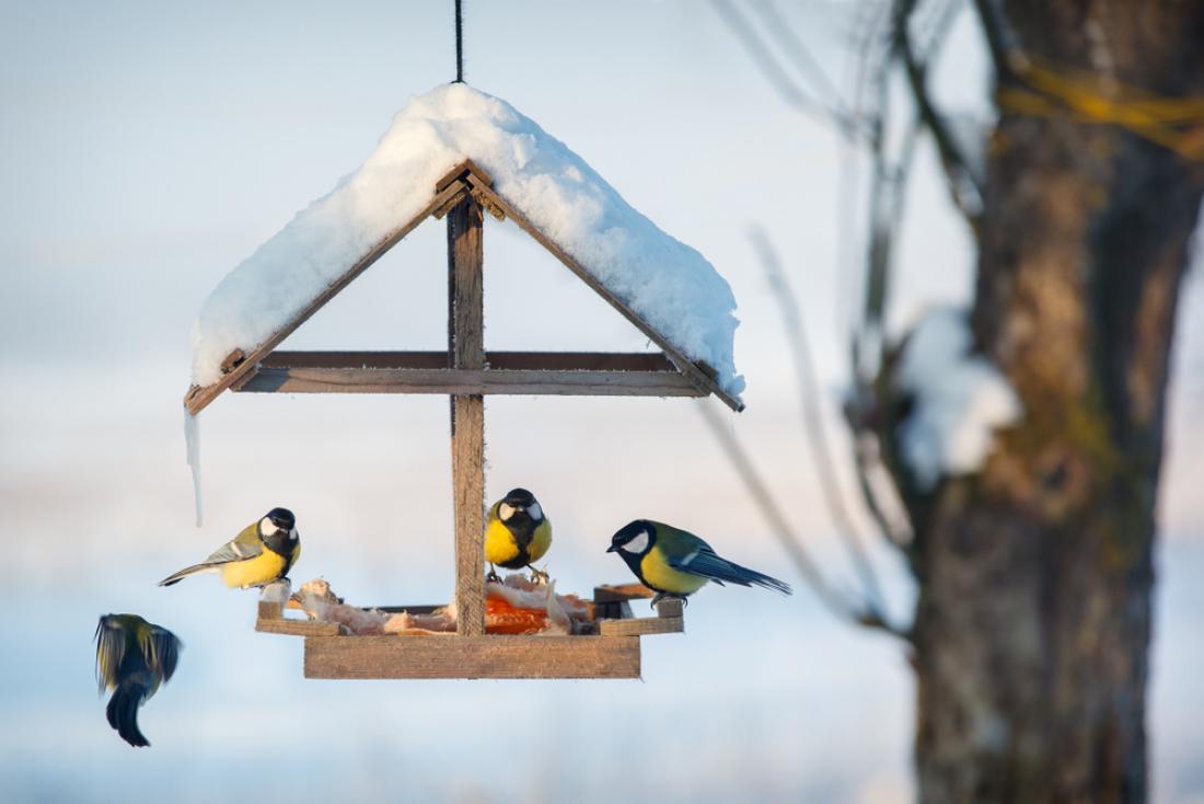 Zimska ptičja krmilnica v sadovnjaku je zagotovilo, da ga bodi siničke obiskale tudi takrat, ko bo toplota priklicala uši. Foto: Linas T/Shutterstock