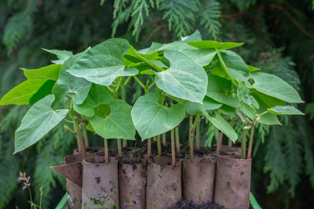 Še enkrat si lahko vzgojimo sadike nizkega fižola za stročje. Foto: Veronique Stone/Shutterstock
