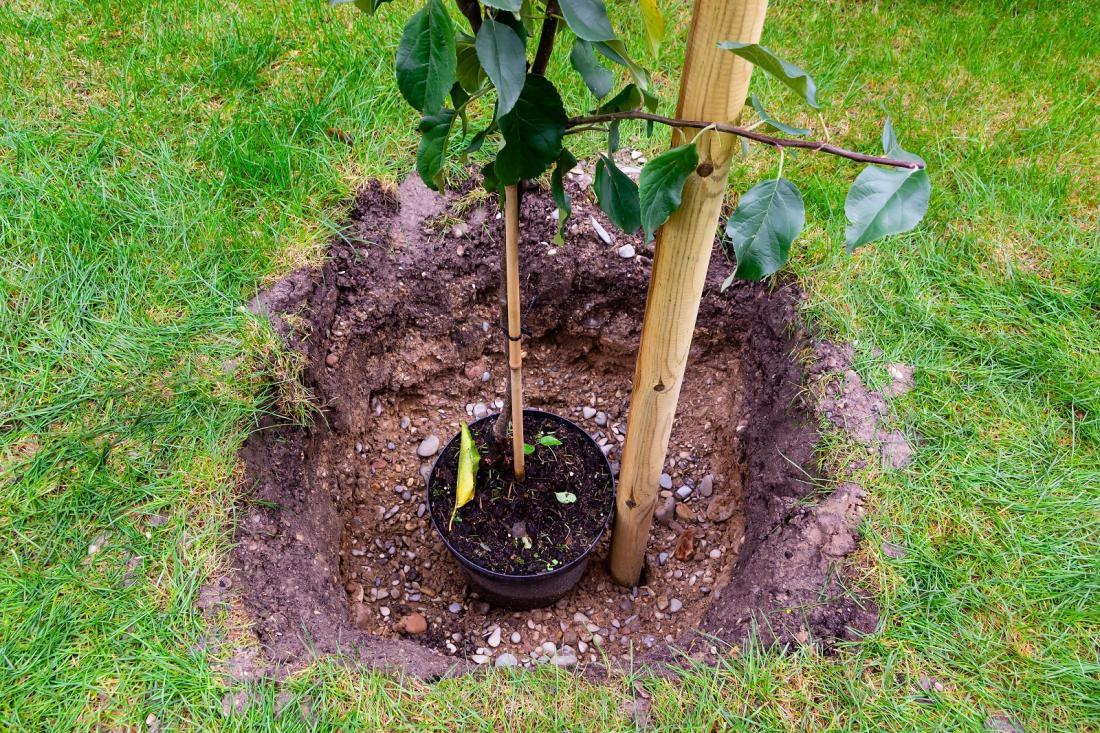 Tudi za drevo s koreninsko grudo moramo izkopati dovolj veliko sadilno jamo in zrahljati tudi njeno dno. Foto: maxfluor/Shutterstock
