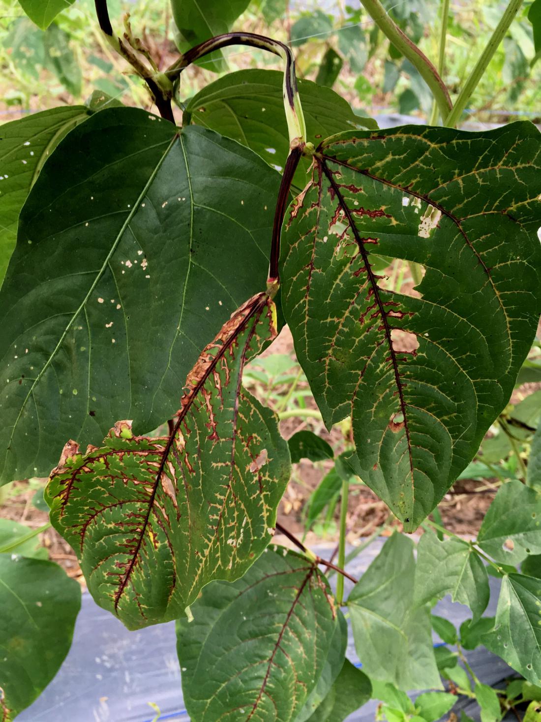 Pri vdrti fižolovi pegavosti opazimo rdečerjave ožige na listnih žilah. Foto: Plant Pathology/Shutterstock