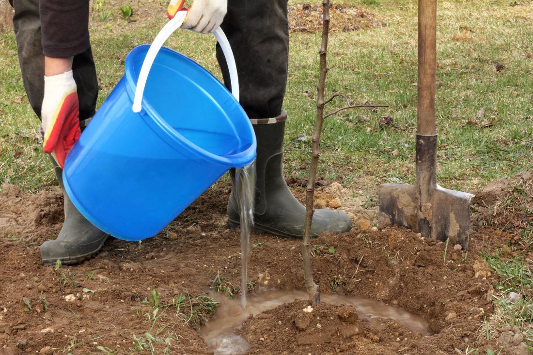 Po sajenju sadiko zalijemo vsaj z 10 litri vode. Foto: azem/Shutterstock