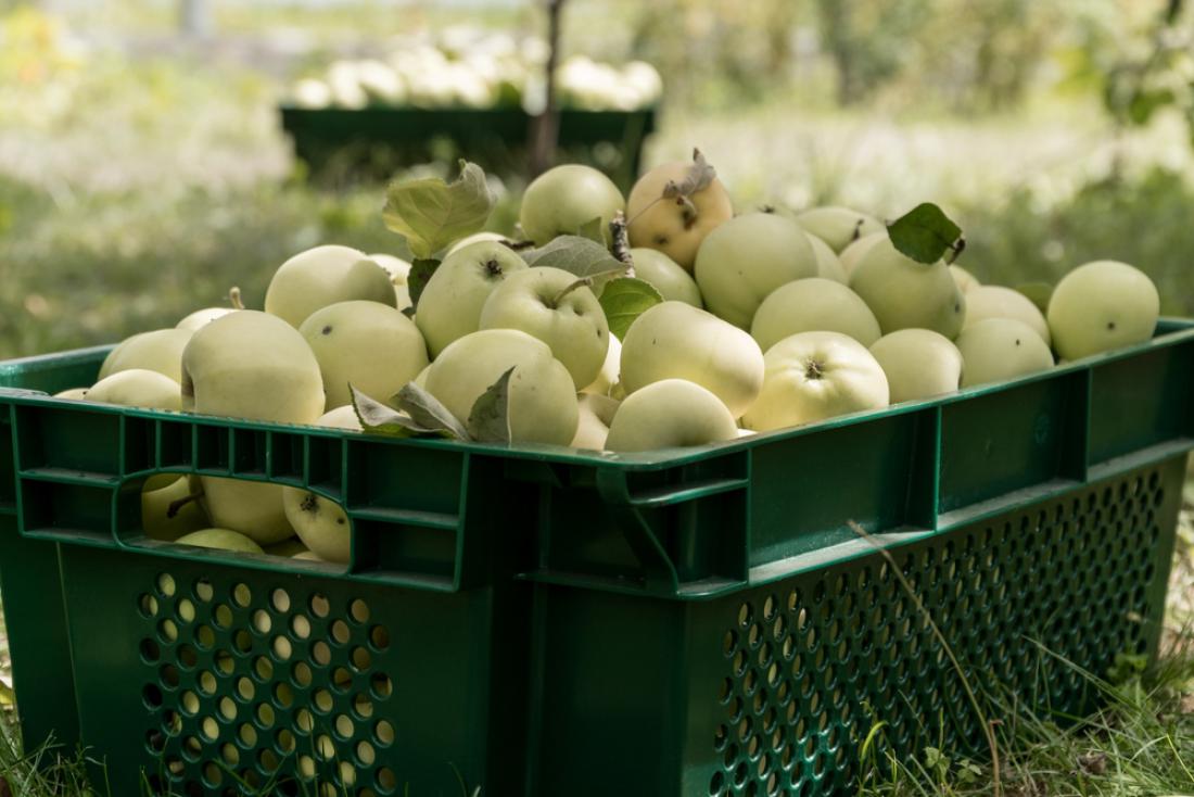 Beličniki so odlična zgodnja jabolka, osvežujočega okusa, a jih moramo pobrati, dokler ne postanejo mokasta, in jih hitro porabiti. Foto: Kartinkin77/Shutterstock