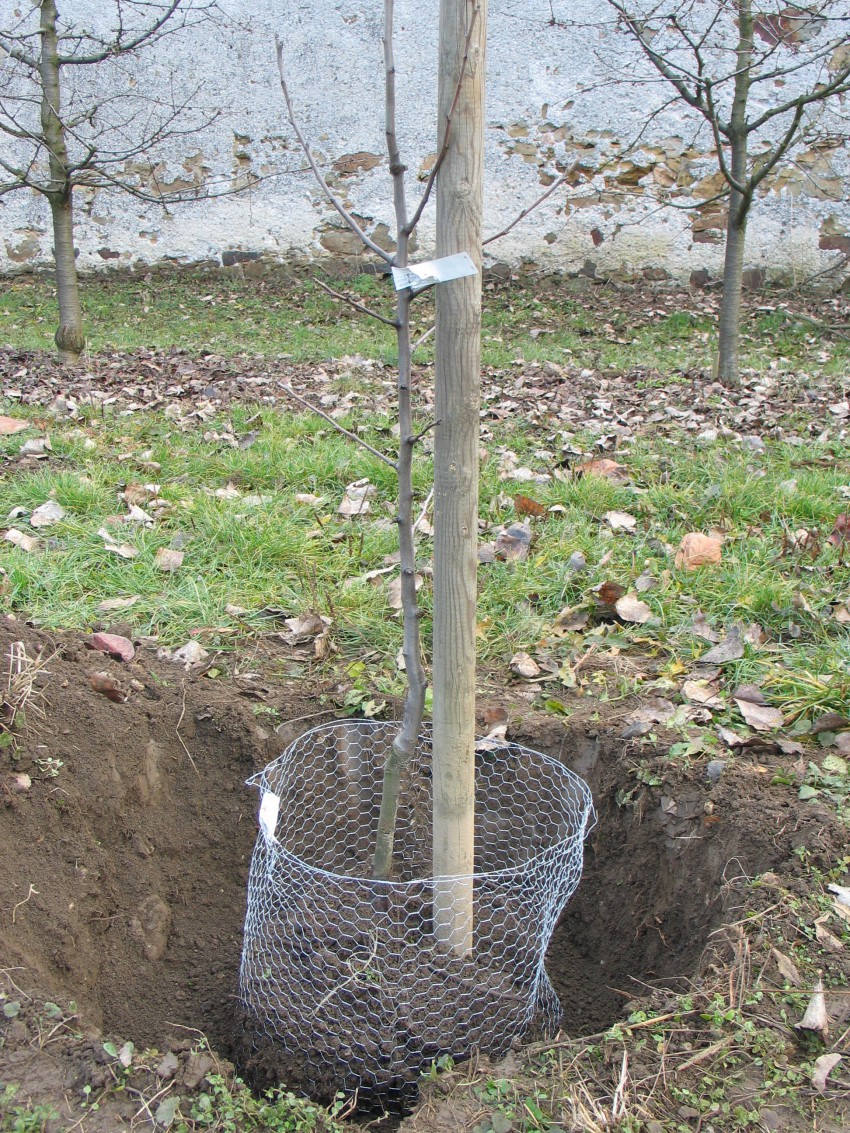 Korenine sadnih dreves voluharju zelo teknejo, zato namestimo mrežo.