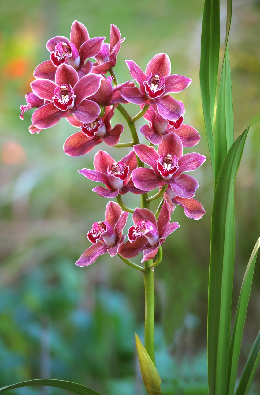 Cimbidij je velika orhideja, zato je najlepši, če stoji sam.