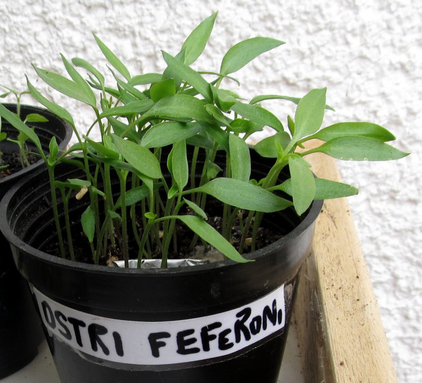 <p>Mlade rastline feferonov so godne za presajanje v večje lončke.</p>