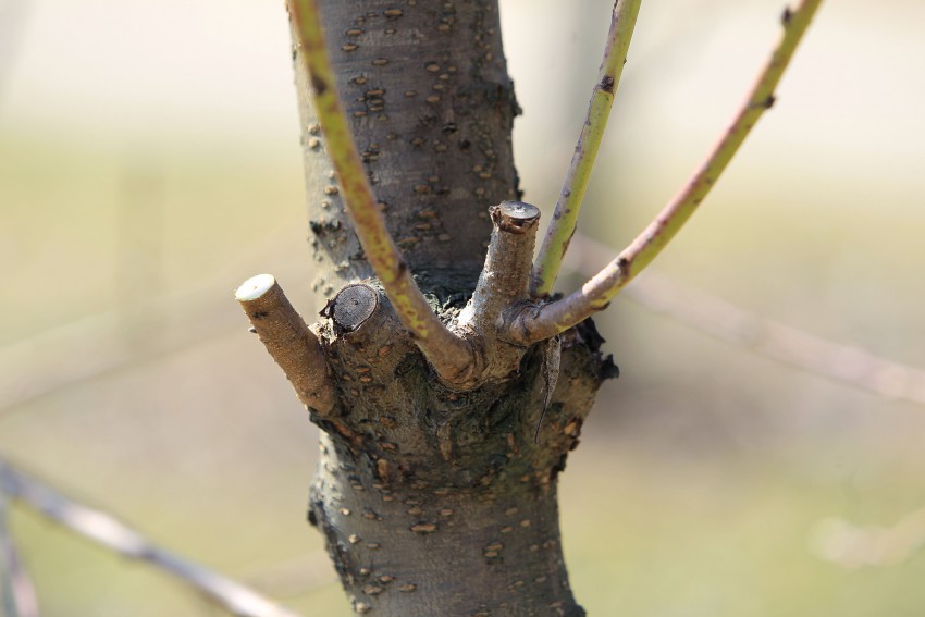 Predvsem v spodnjem delu breskvine krošnje režemo odvečne poganjke na čepe, iz katerih se drevo obrašča.
