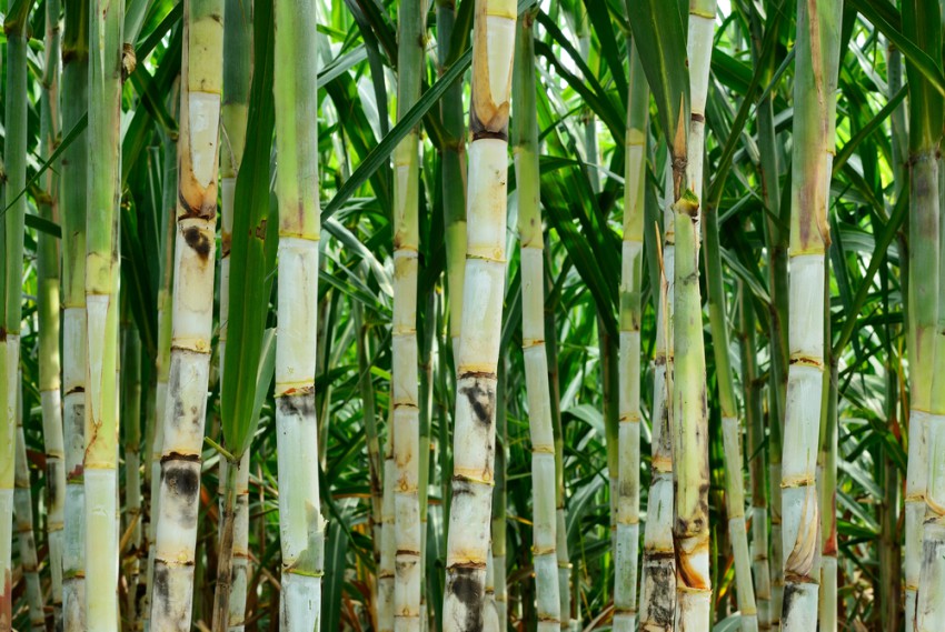 Bioplastiko proizvajajo tudi iz sladkornega trsa.