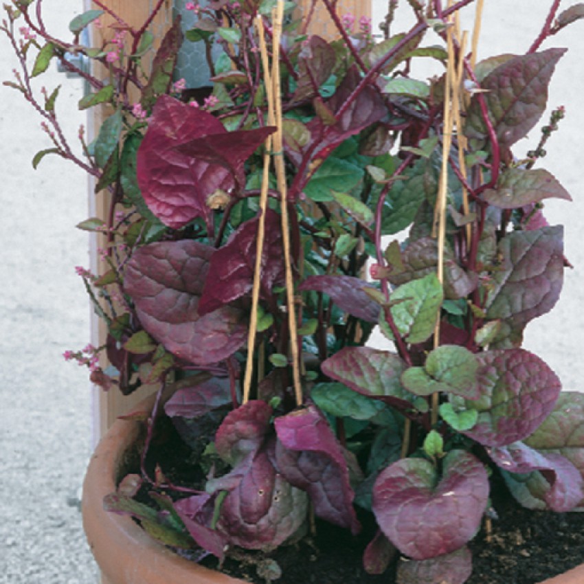 Špinača malabar je toploljubna vzpenjavka z vijoličasto nadahnjenimi listi.