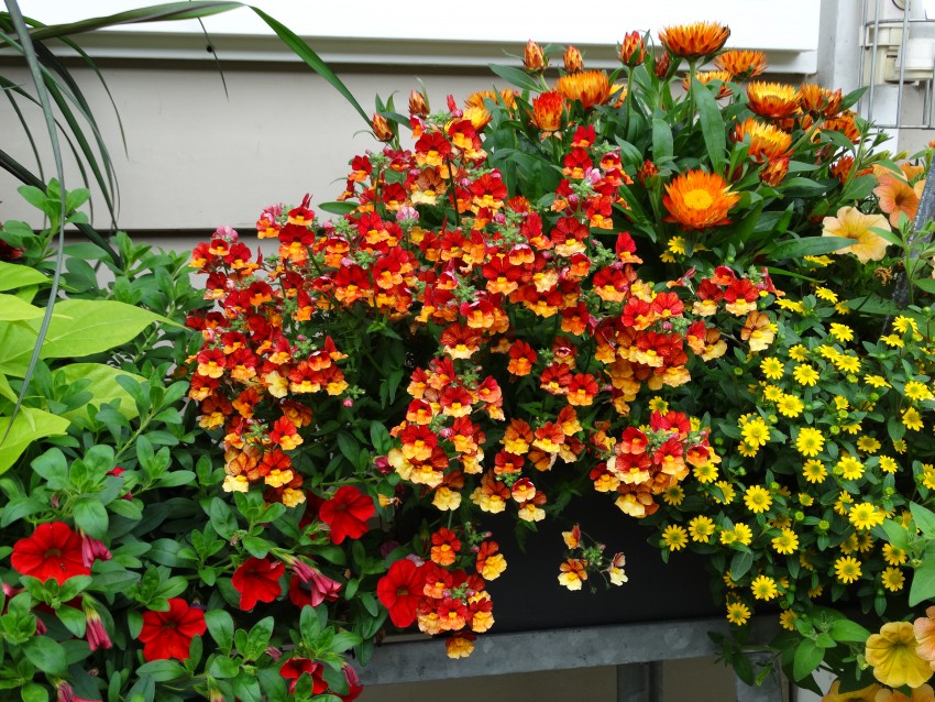 Sončna kombinacija oranžno-rdeče nemezije 'Little Orange' (levo) in viseče rumene sanvitalije. Ker imata drobno cvetje, ki ga odpihne prvi vetrič, ne puščata smeti. Zadaj Bracteantha bracteata 'Orange', ki v nasprotju z njima potrebuje pomoč pri odstranjevanju cvetov.