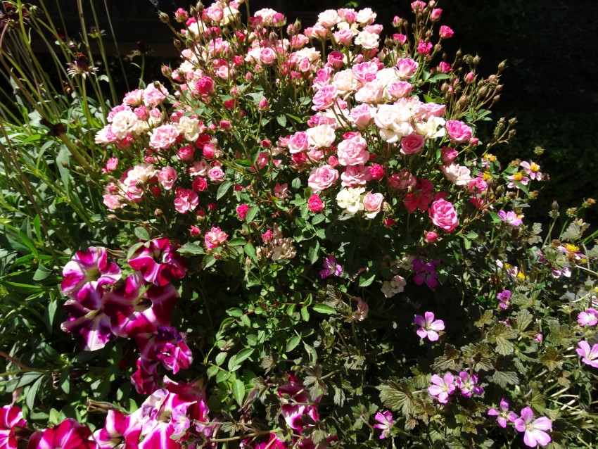 Vrtnica Lilly Rose 'Wonder 5' je letošnja novost med balkonskimi zasaditvami. Kombinacije z drugim cvetjem je treba pazljivo izbirati. Priporočam mleček, sivko in trajno geranijo.