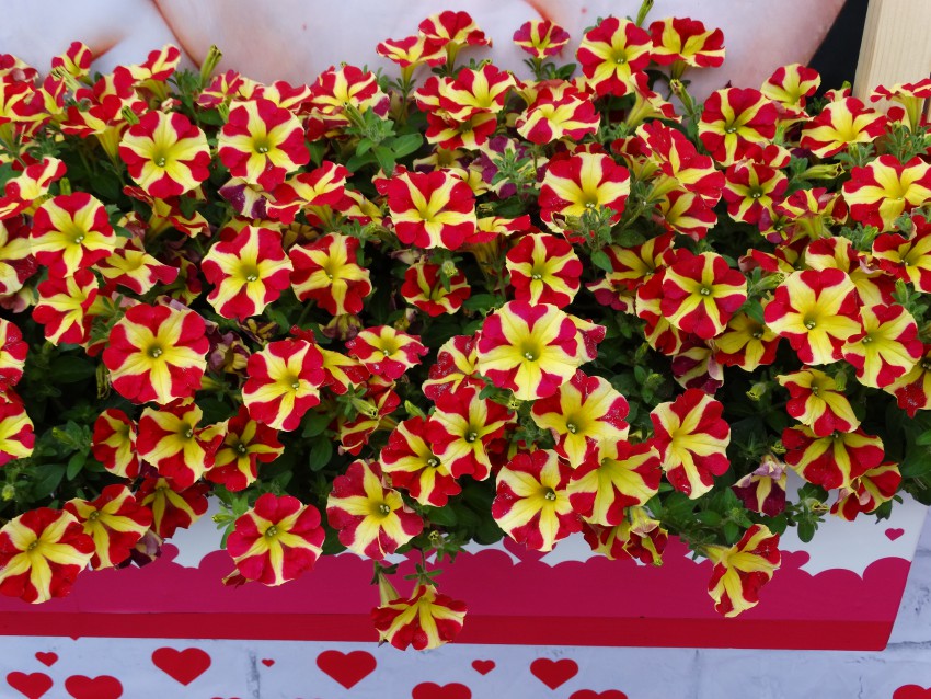 Cvetove hibridne petunije 'Queen of Hearts' lepo poudarijo nežni rumeni cvetovi mecardonije, rumenega zvončka.