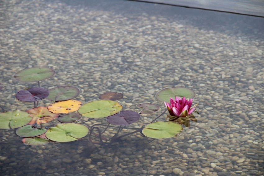 V bazenu raste različno vodno rastlinje.