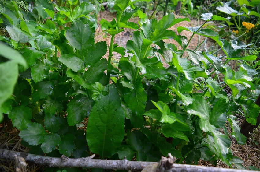 Letos sem pastinak posejala v lončke in na grede presadila sadike. Očitno pastinak dobro prenese presajanje, saj so rastline krepke.