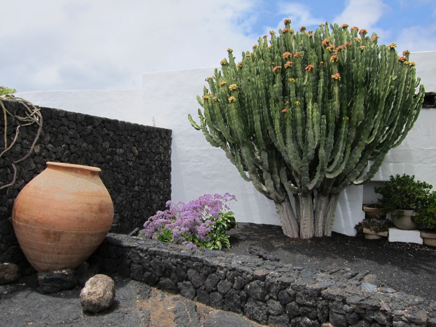 <p>Prava paša za oči so tudi ogromni kaktusi, ki rastejo bo hiši.</p>
