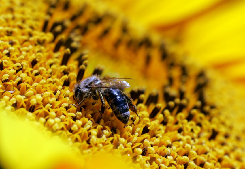 <p>Sončnice so priljubljena čebelja paša. Sploh tiste na vrtu, ki niso tretirane s fitofarmacevtskimi sredstvi.</p>