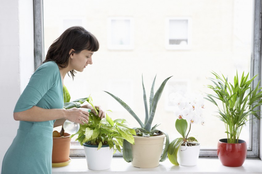 Vam uspe vse sobne rastline negovati tako, kot zahtevajo?