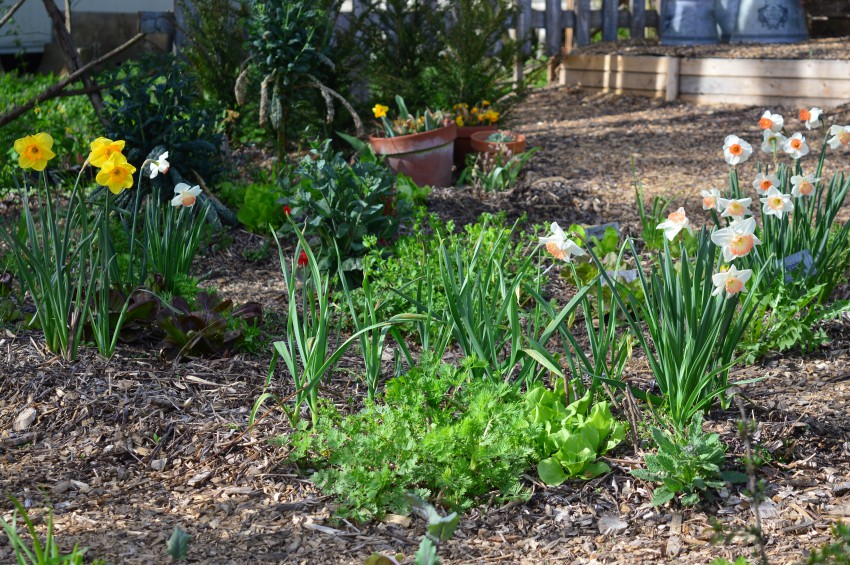 <p>Cvetoče narcise na zelenjavnem vrtu aprila.</p>
