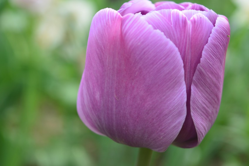 Zgodnji tulipan 'Candy Prince' bo zacvetel aprila.