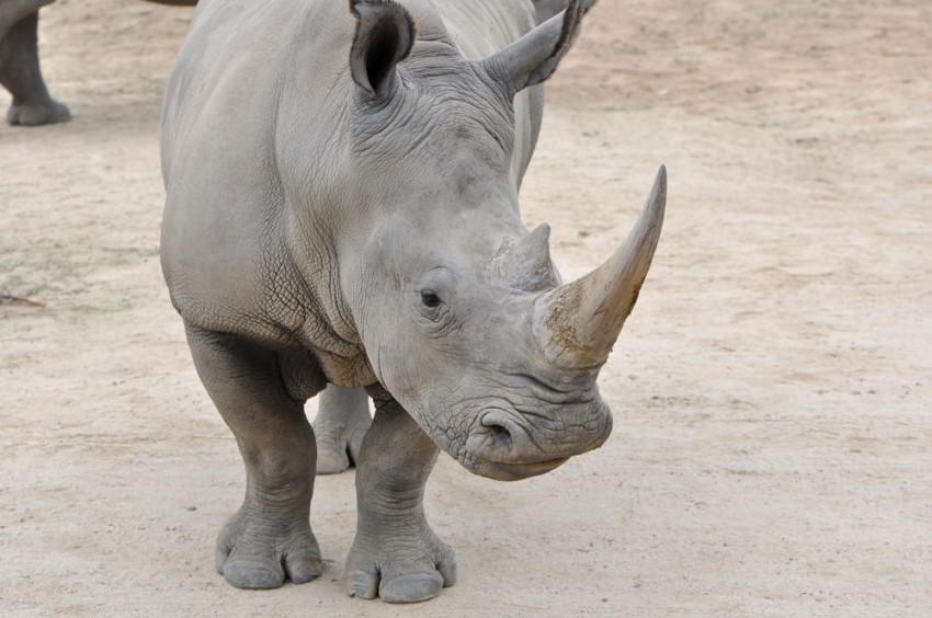 Širokousti nosorog