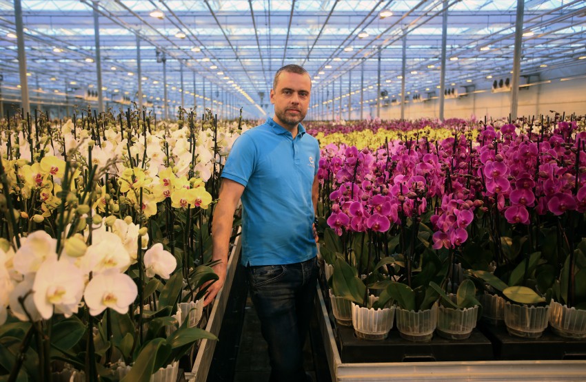 Tomaž Jevšnik pravi, da prodajo 30 % belih, 30 % rožnatih, preostanek se razdeli med rumene in pisano cvetoče sorte. 