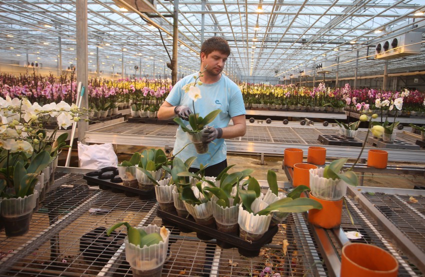 Iz slovenske »tovarne orhidej« 40 zaposlenih odpremi dva milijona falenopsisov na leto.