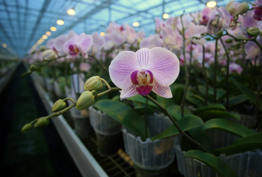 Več cvetov ima orhideja odprtih, bolj stabilna je. V času dozorevanja popkov ji temperaturna nihanja najbolj škodijo.