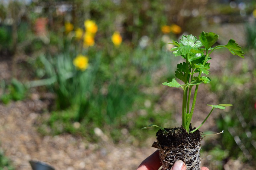 <p>Pikirane rastline bodo razvile močen koreninski sistem.</p>