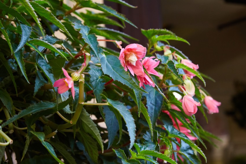 Bolivijske begonije za sonce so lahko tudi rožnatih, ne le rdečih odtenkov.