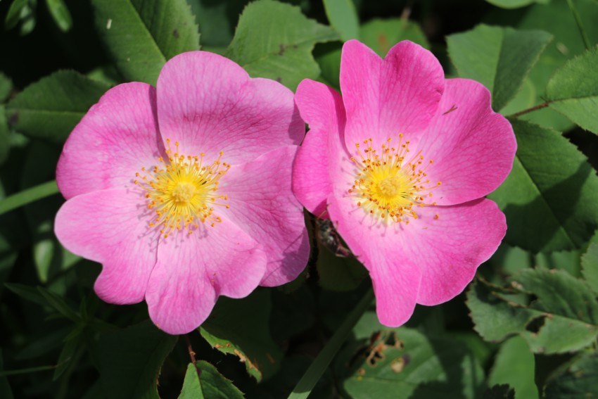 Francoski šipek (Rosa gallica), ki je razširjen po vsej Sloveniji, zraste do 1,5 m visoko, cveti močno rožnato, zelo diši in ima največje cvetove med našimi šipki, navadno od 5 do 9 cm premera. Bil je izhodišče za mnoge sorte vrtnic.
