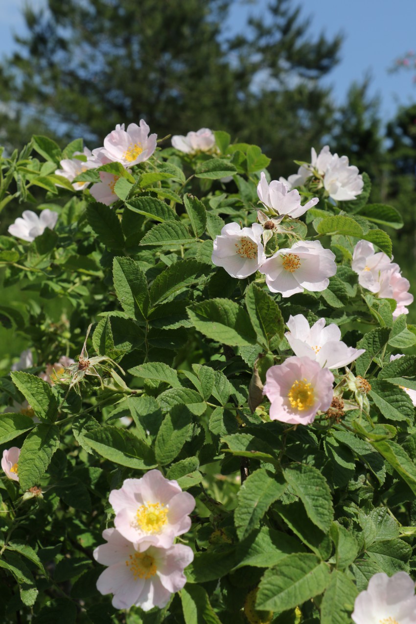 Puhasti šipek (Rosa tomentosa) cveti rožnato do belo, premer cveta je od 3,5 do 5 cm, listi pa so po obeh straneh dlakavi. Najdemo ga po vsej Sloveniji. 
