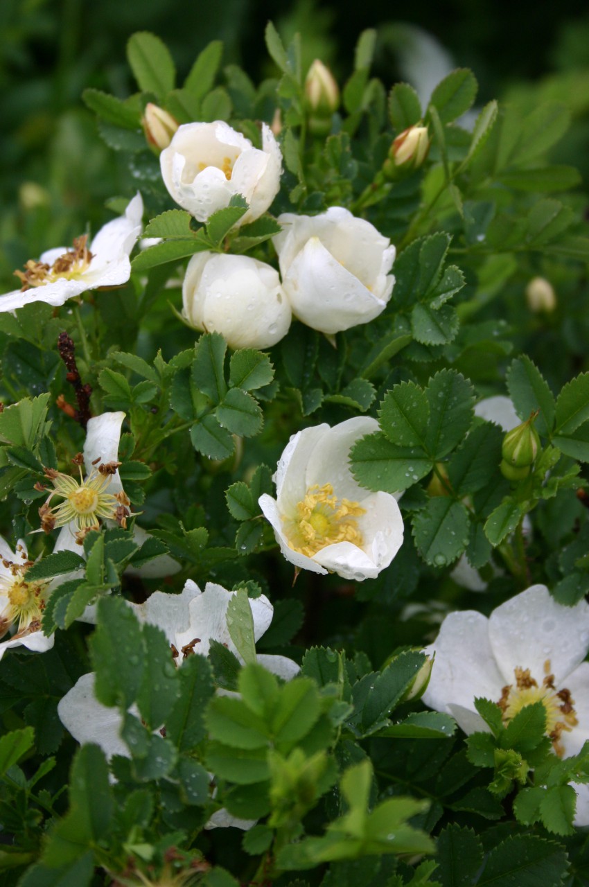 Iz bodičastega šipka (Rosa spinosissima) so vzgojili škotske vrtnice. Je nizek grm z belimi do bledo rožnatimi cvetovi, velikimi od 2,5 do 5 cm.